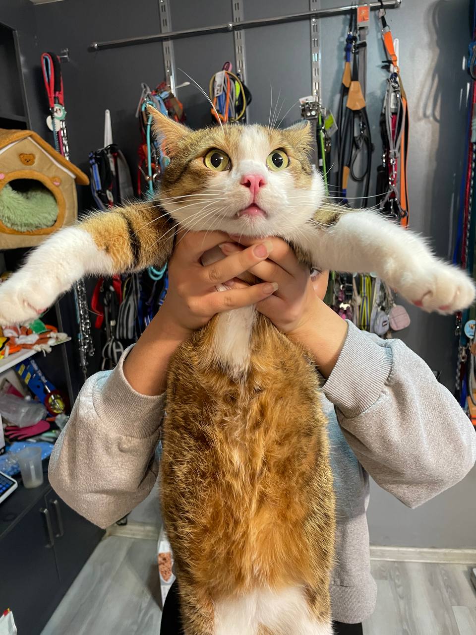 Orange and white cat held up playfully by a clinic staff member