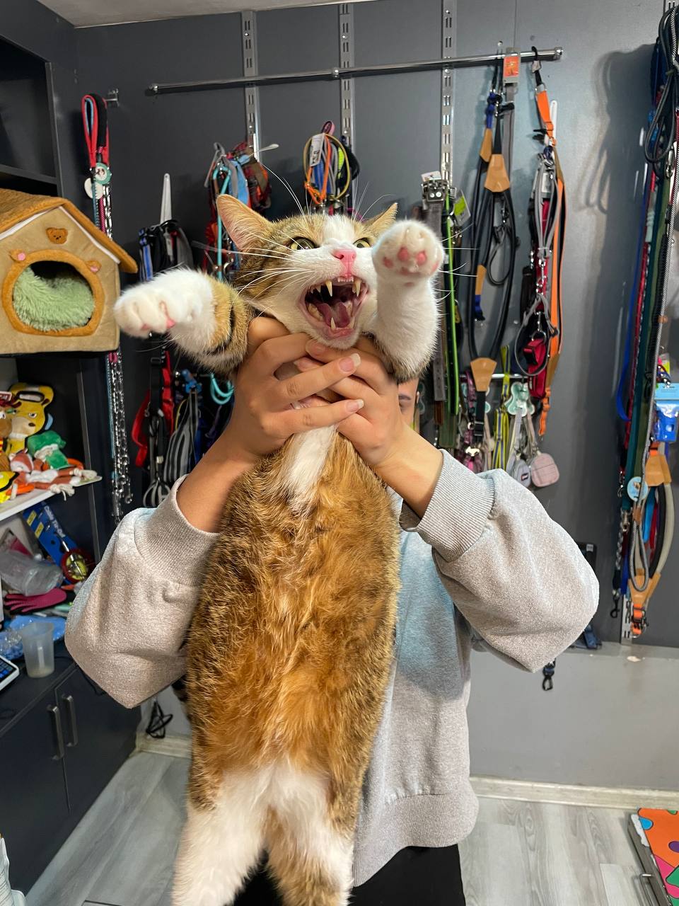 Orange and white cat mid-meow, held gently by clinic staff
