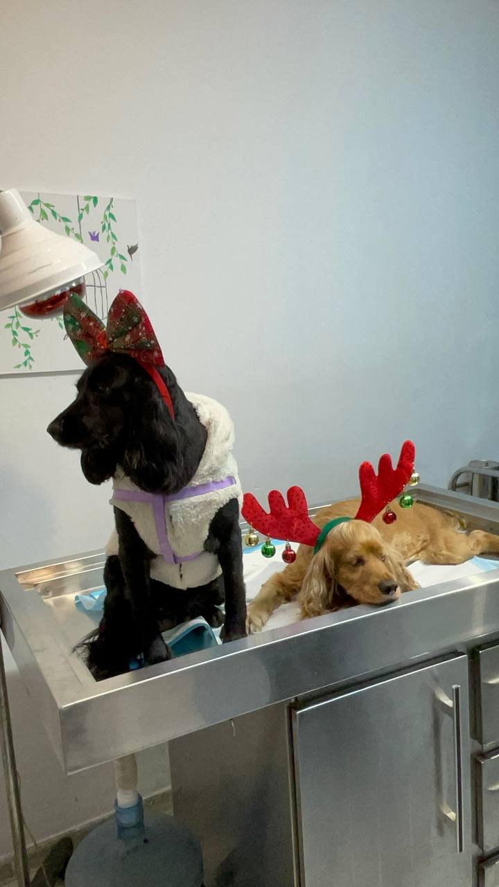 Two cocker spaniels dressed as reindeer for the holidays on the exam table