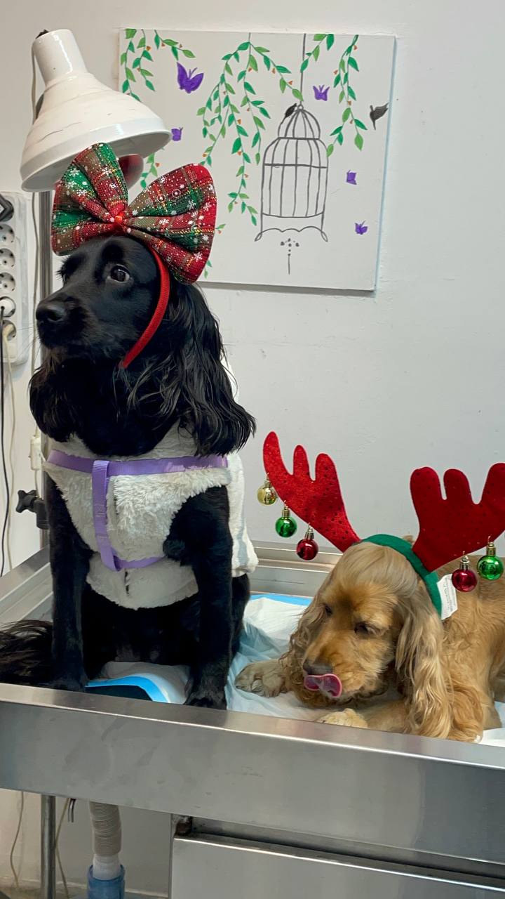 Two festively dressed cocker spaniels on the exam table, close up