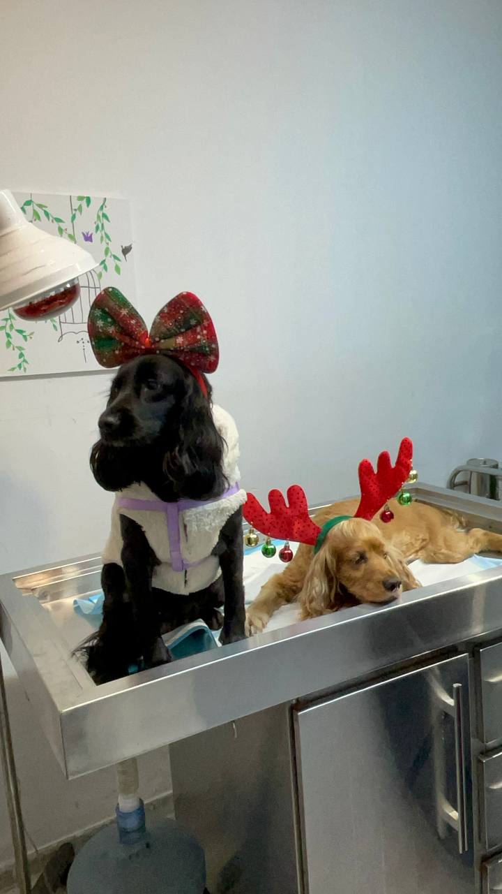 Two cocker spaniels dressed up for the holidays, wide view