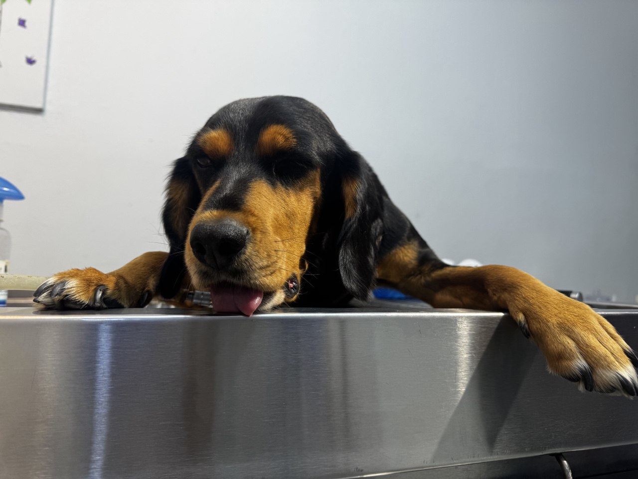 Black and tan hound-type dog resting its head on the exam table