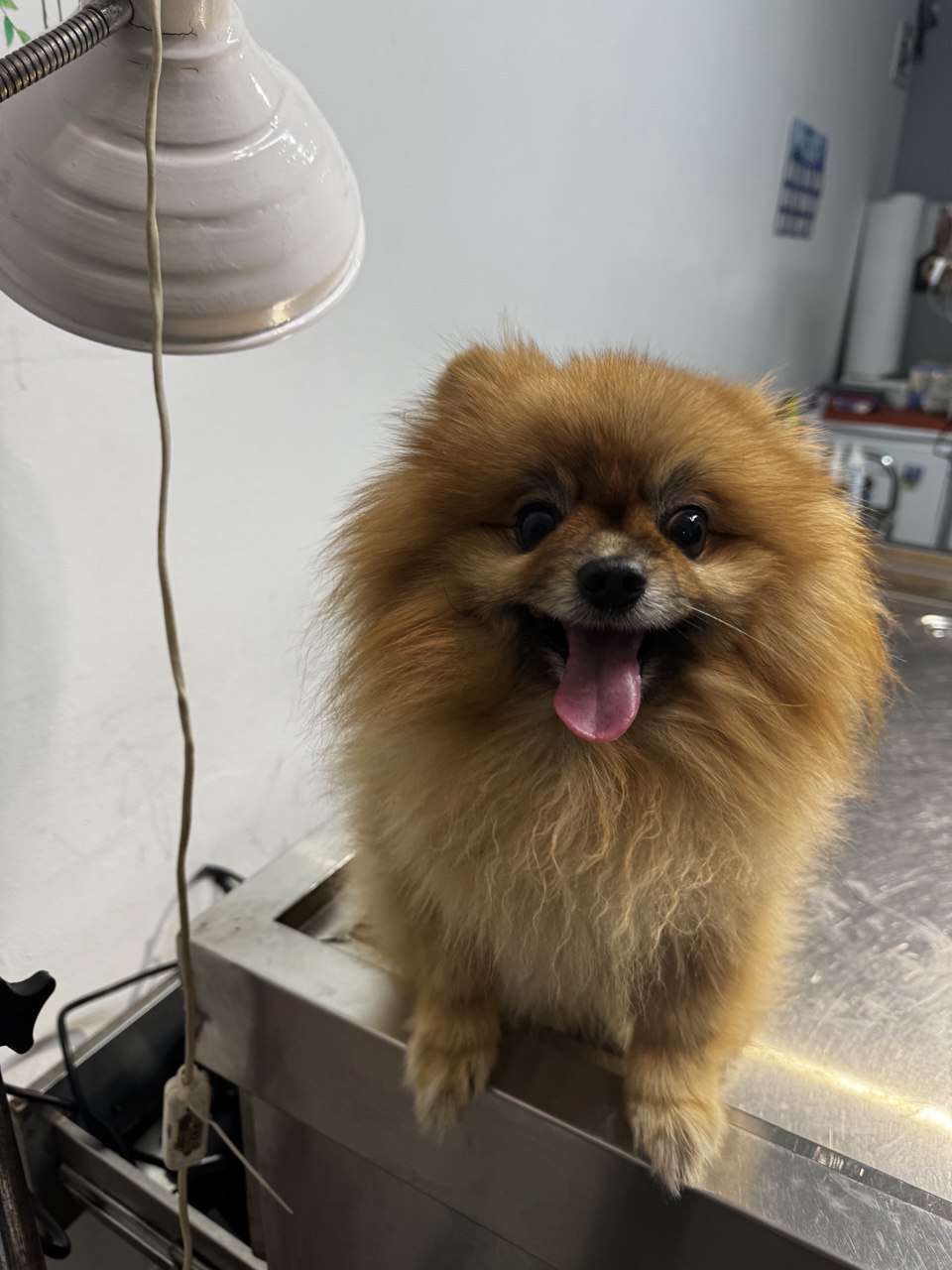 Fluffy Pomeranian sitting under the exam lamp, smiling