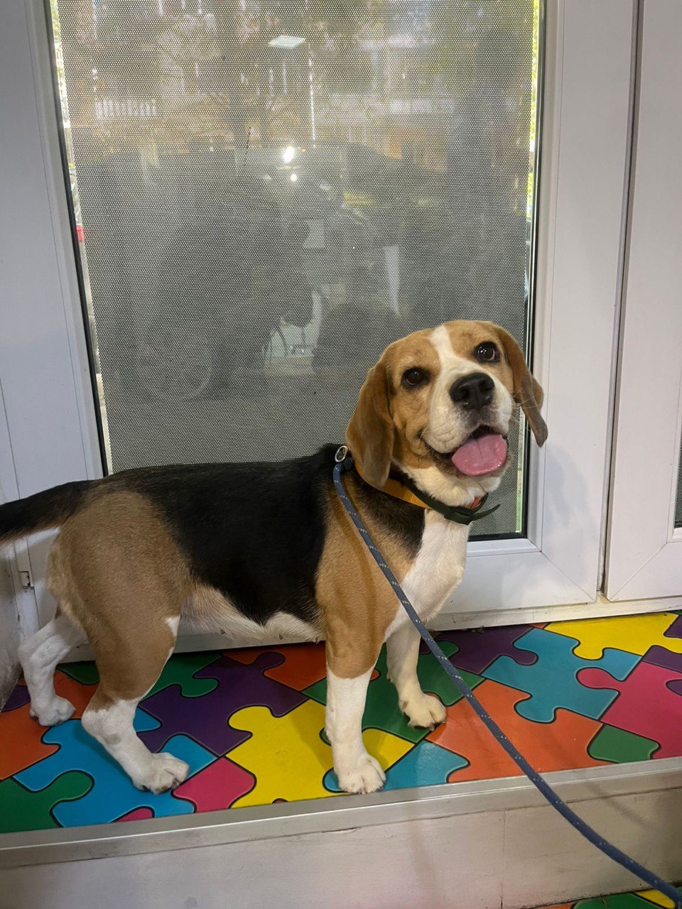 Beagle standing on the clinic's colourful puzzle-piece floor