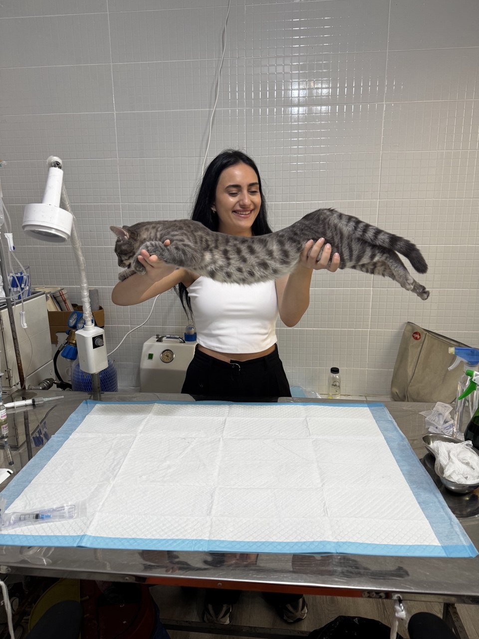 Vet lifting a grey tabby cat playfully