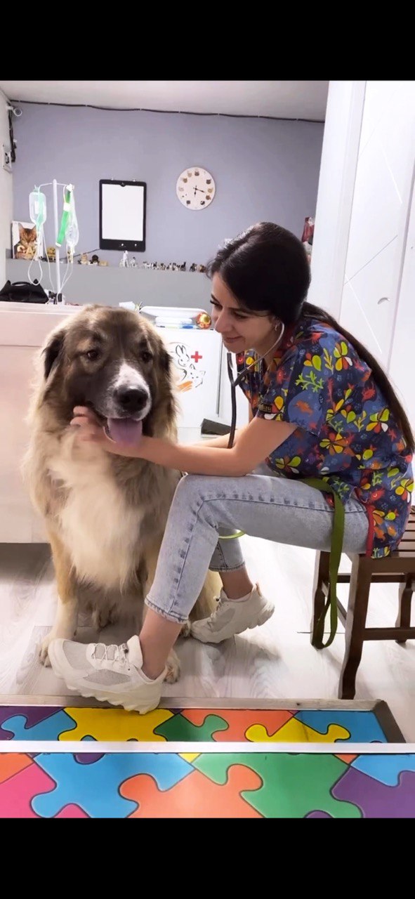 Vet listening to a large Caucasian shepherd mix with a stethoscope