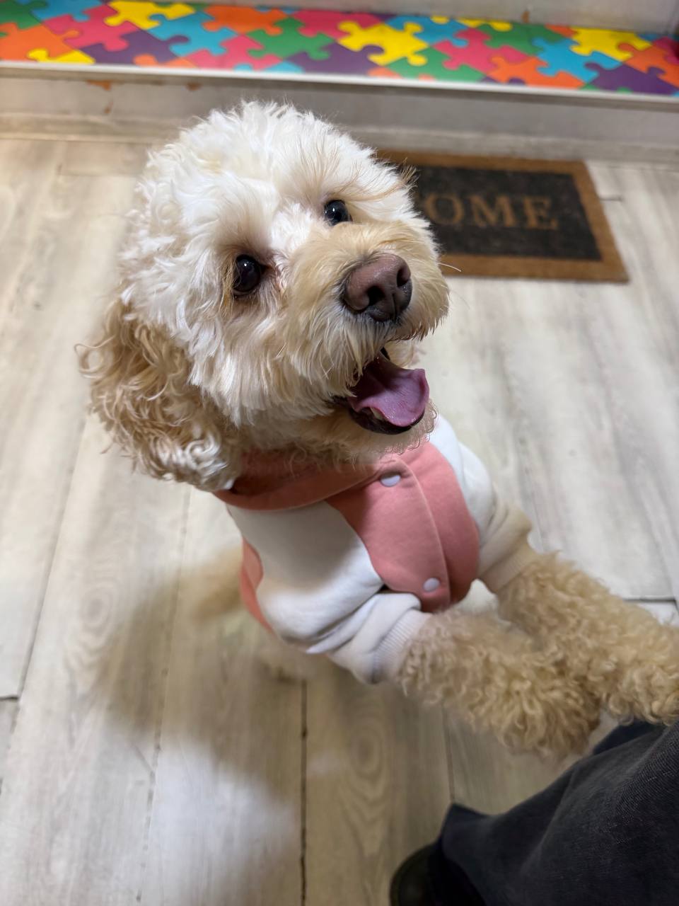 Cream curly-coated dog waiting by the clinic's Welcome mat