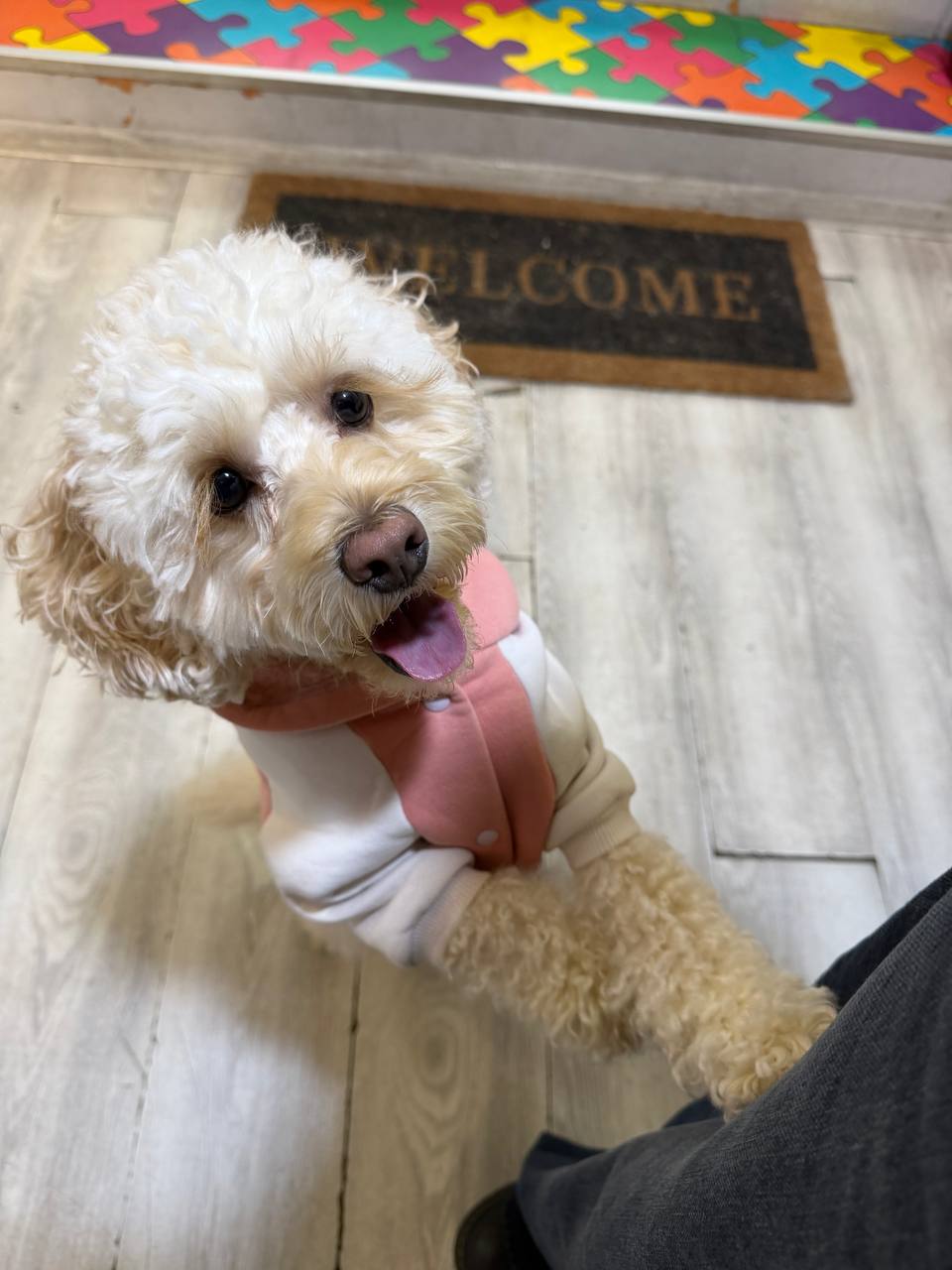 Cream curly-coated dog smiling near the clinic entrance