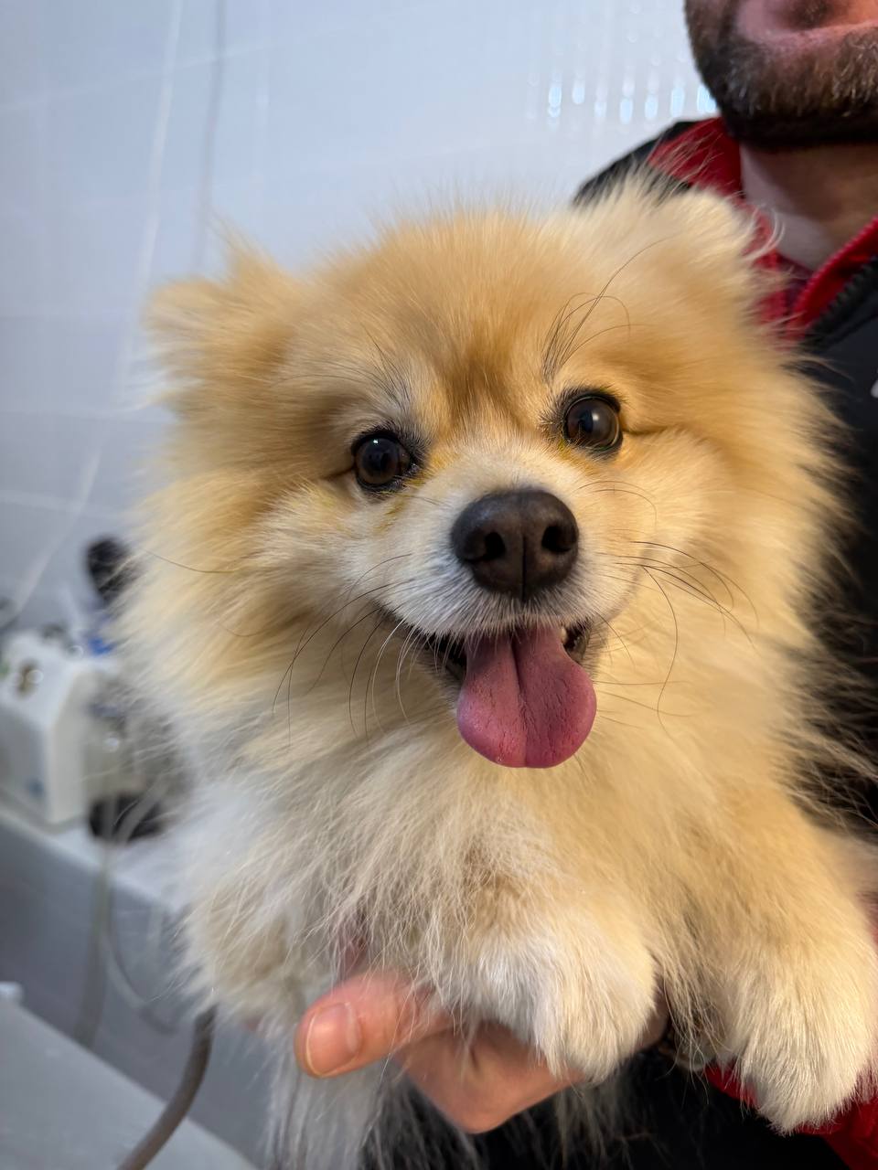 Fluffy Pomeranian held close by a staff member