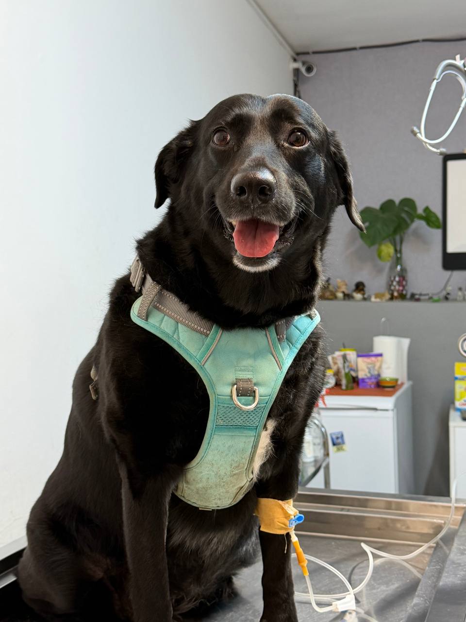 Black Labrador with an IV line and turquoise harness, sitting calmly