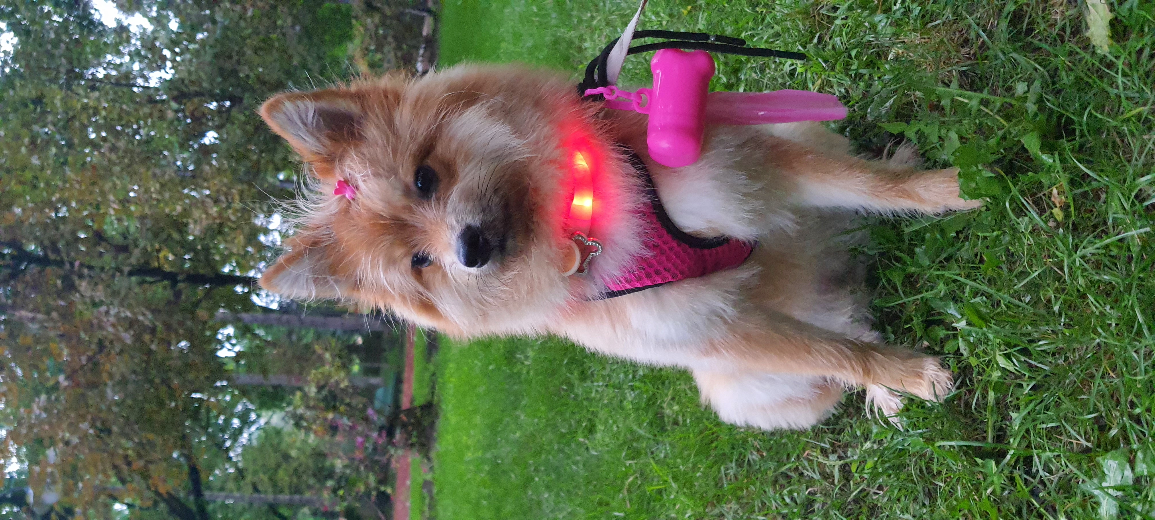 Darchin